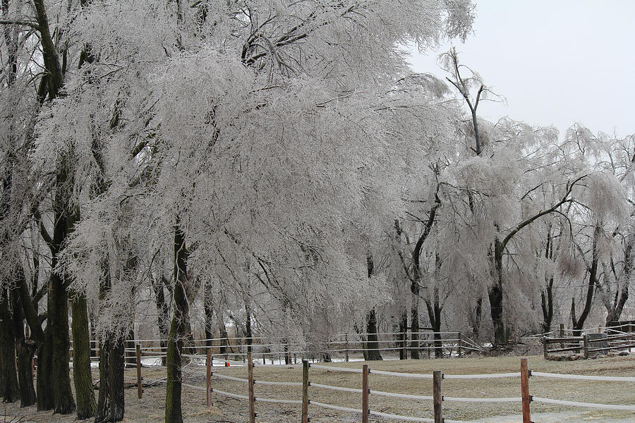 Ice Trees Photograph by Carrie Godwin