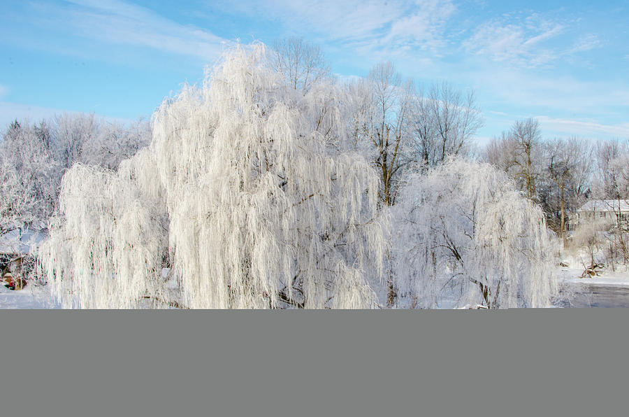 Ice Trees Photograph by Danielle Donders