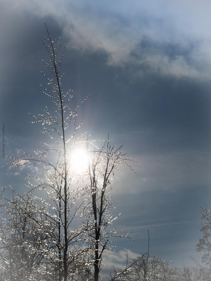 Landscape Photograph - Ice Trees by Nancy Schroeder Szatkowski