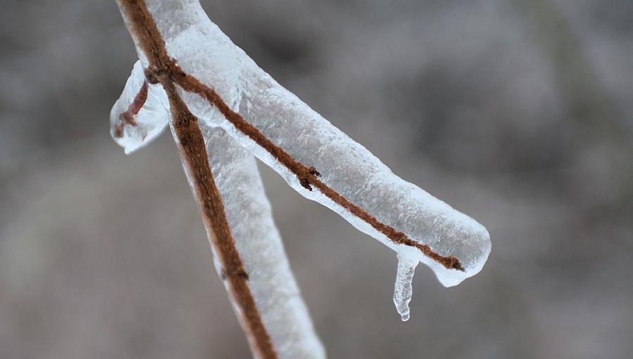 Ice Twig Photograph by Douglas Pike