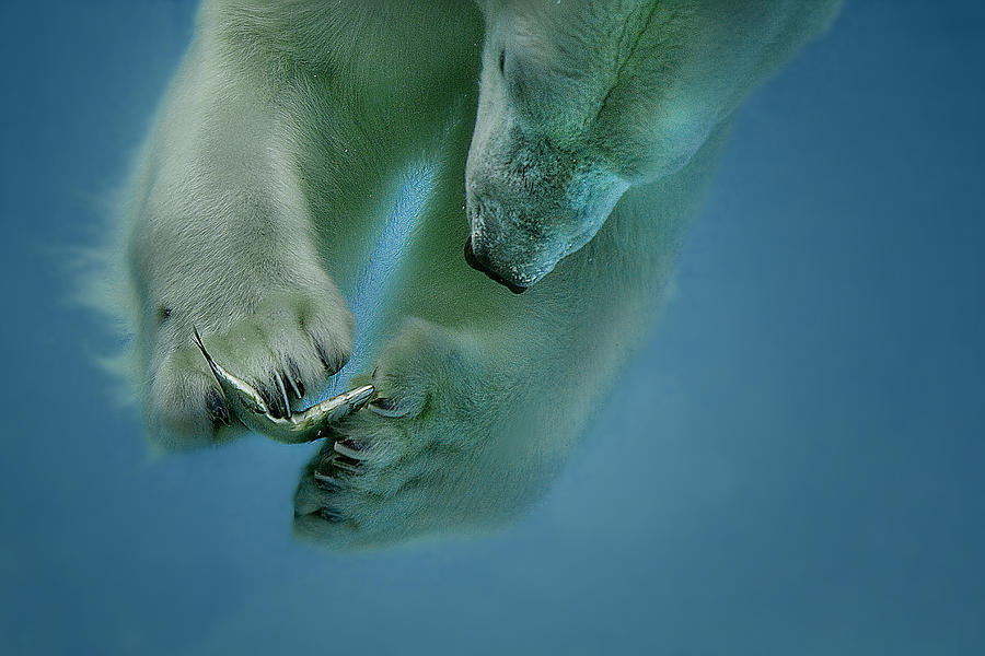 Animal Photograph - Icebaer by Peter Wagner
