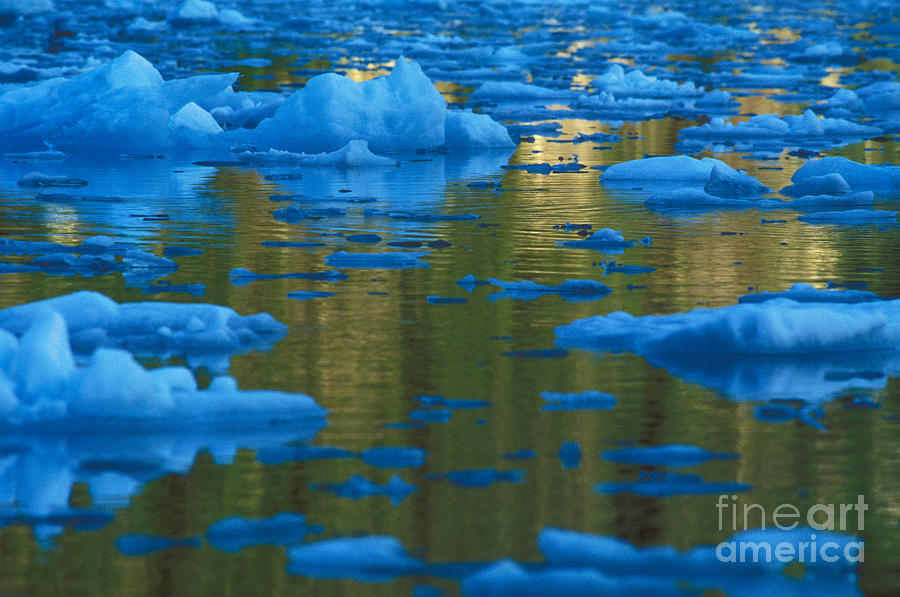 Icebergs, Leconte Bay, Alaska Photograph by Ron Sanford