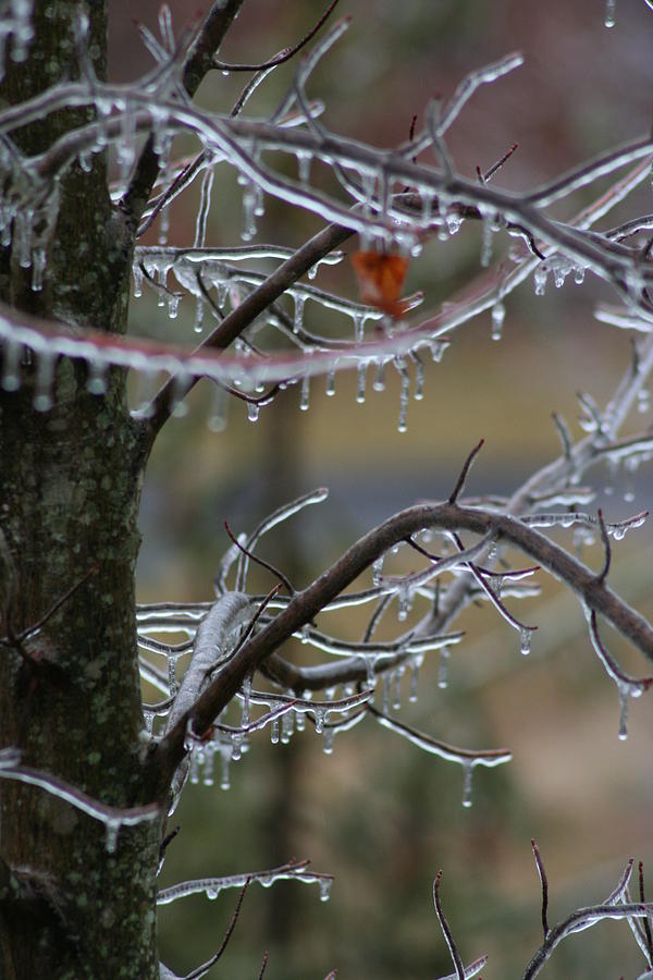 Iced Photograph by Anita Parker