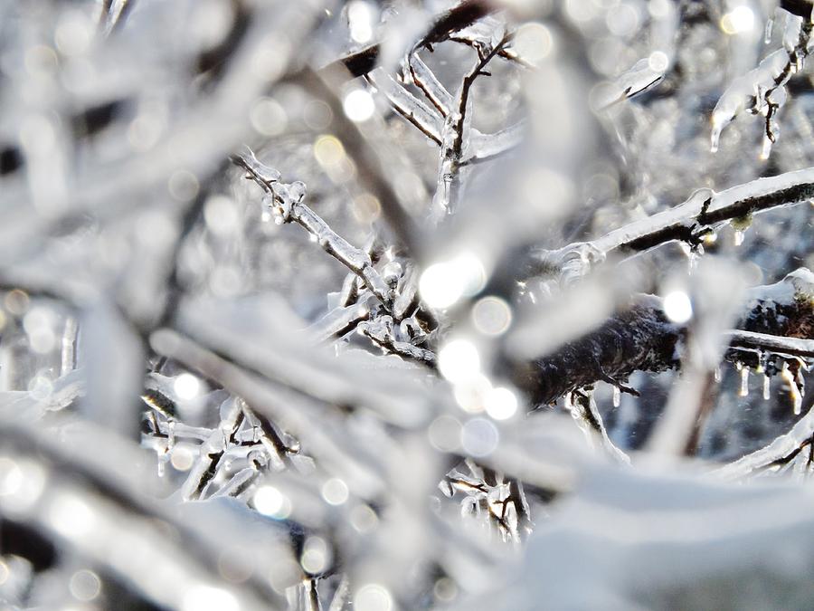 Iced Branches Photograph