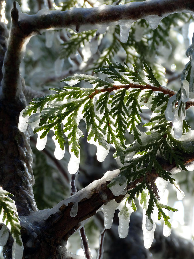 Iced Evergreen Photograph by David T Wilkinson