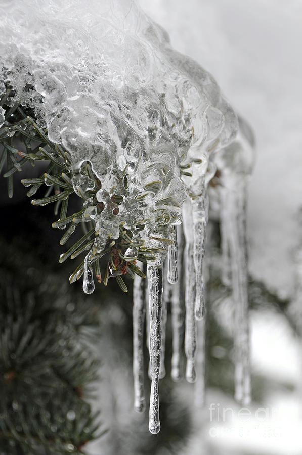 Iced Evergreen Photograph by Sarah Schroder