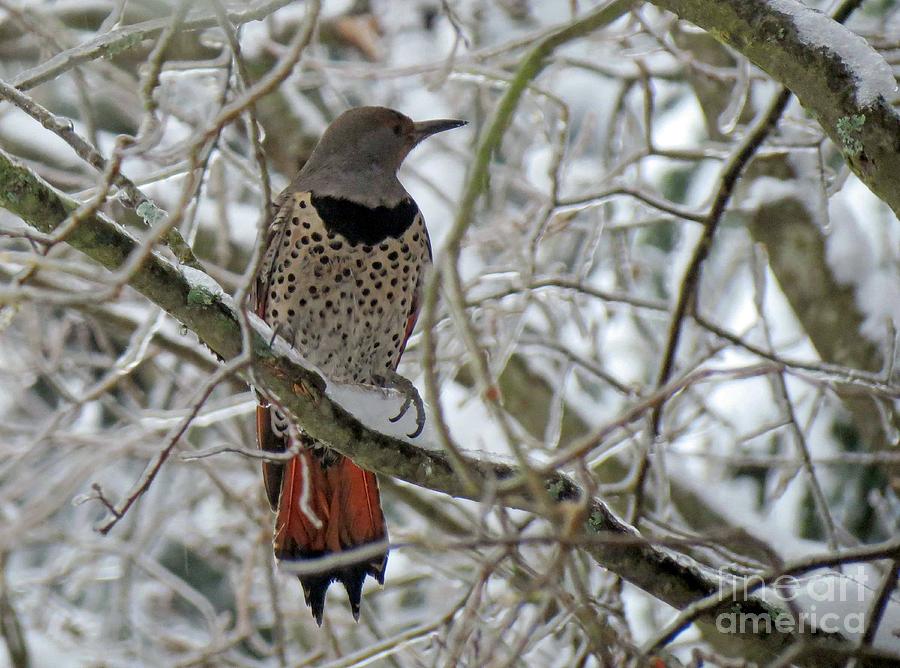 Iced Flicker 5 Photograph by Chris Anderson