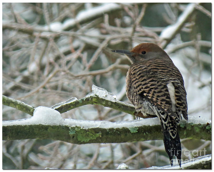 Iced Flicker Photograph by Chris Anderson