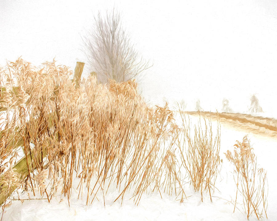 Iced Goldenrod at fields edge - artistic Photograph by Chris Bordeleau