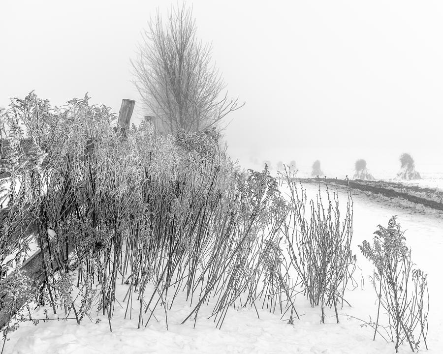 Iced Goldenrod at fields edge - BW Photograph by Chris Bordeleau