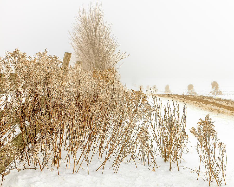 Iced Goldenrod at fields edge Photograph by Chris Bordeleau