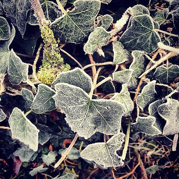 Winter Photograph - Iced Ivy by Nic Squirrell