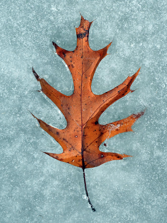 Iced Oak Leaf Photograph by David T Wilkinson