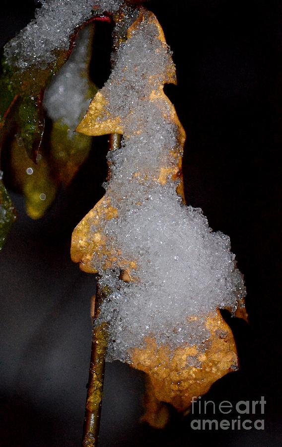 Iced Oak Leaf Photograph by Maria Urso