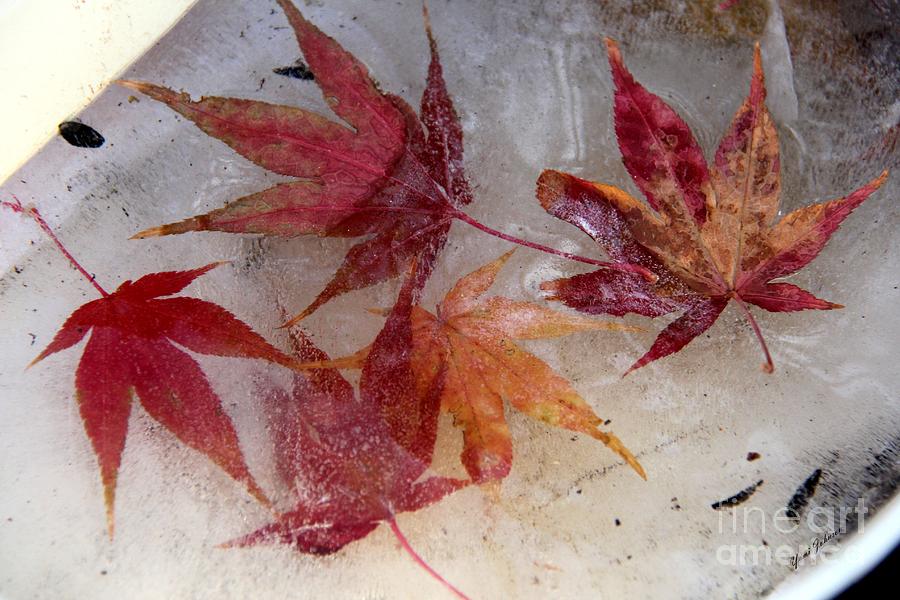 Iced over autumn leaves    Photograph by Yumi Johnson