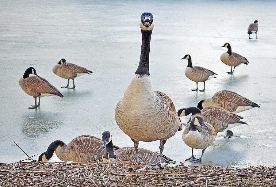 Duck Photograph - Iced Over Duck Pond by Lisa Lambert-Shank