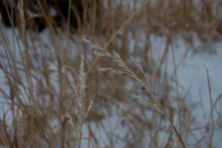 Iced Prairie Grass Photograph by Greni Graph