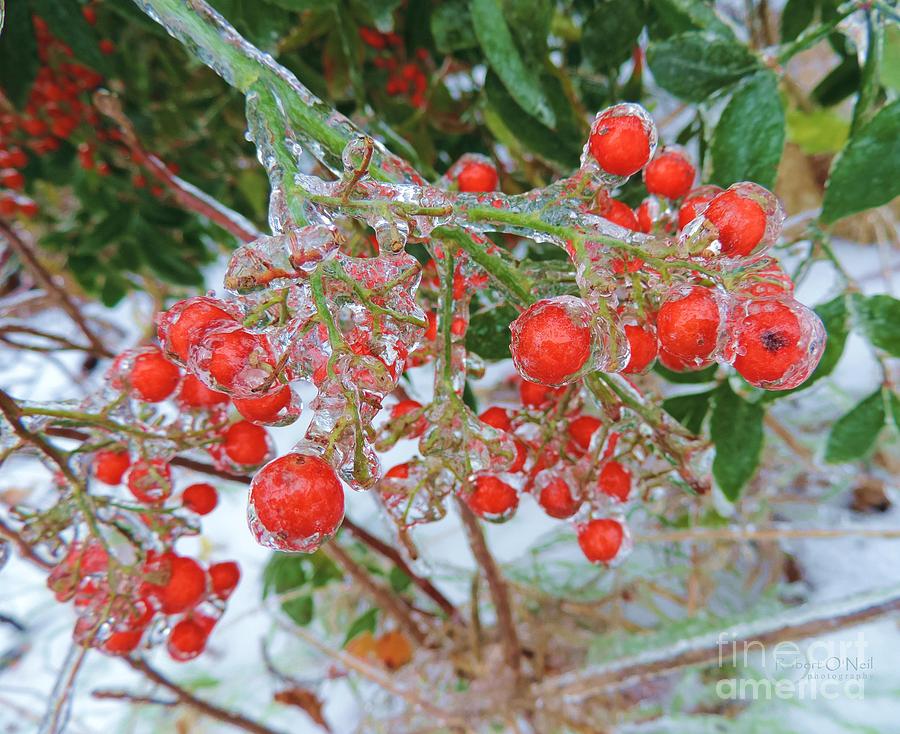 Iced Red Berries Photograph by Robert ONeil