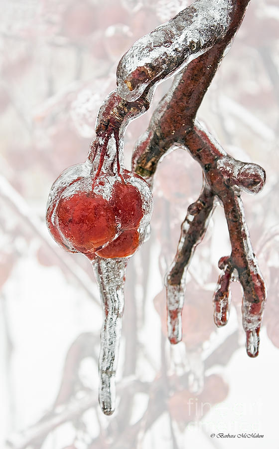 Winter Photograph - Iced Red Cherries by Barbara McMahon