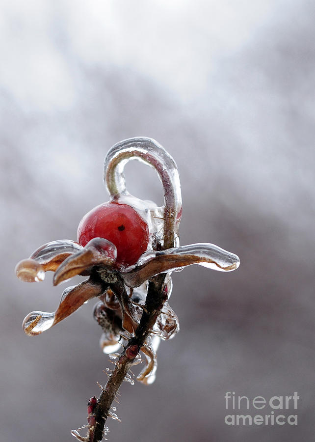 Iced Rose Hips Photograph