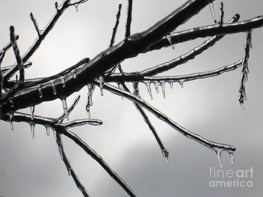 Iced Tree Photograph by Ann Horn