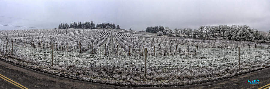 Vinyard Photograph - Iced Vines img 0334-37 by Torrey E Smith