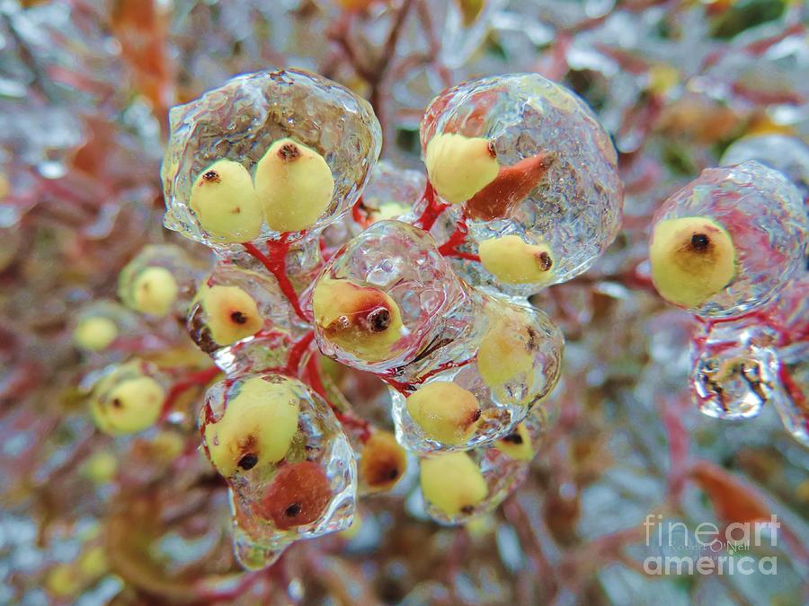 Iced Yellow Berries Photograph by Robert ONeil