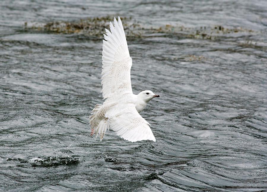 Iceland Gull Photograph by John Devries/science Photo Library