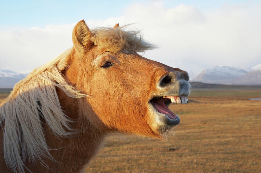 Winter Photograph - Iceland, Hofn Icelandic Horse Seems by Jaynes Gallery