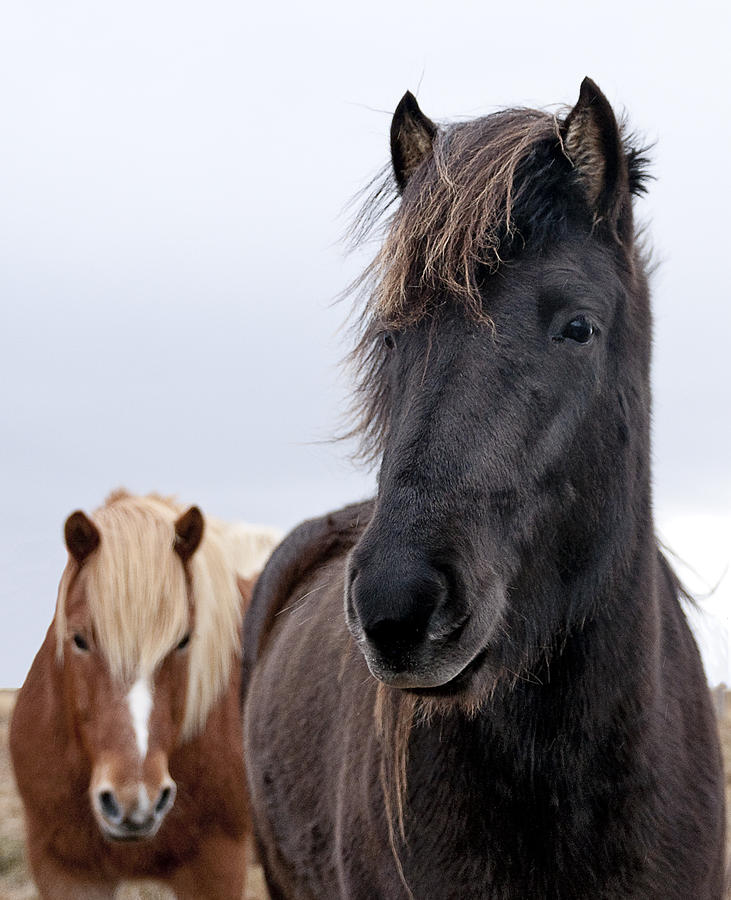 Iceland horses Photograph by Mike Santis