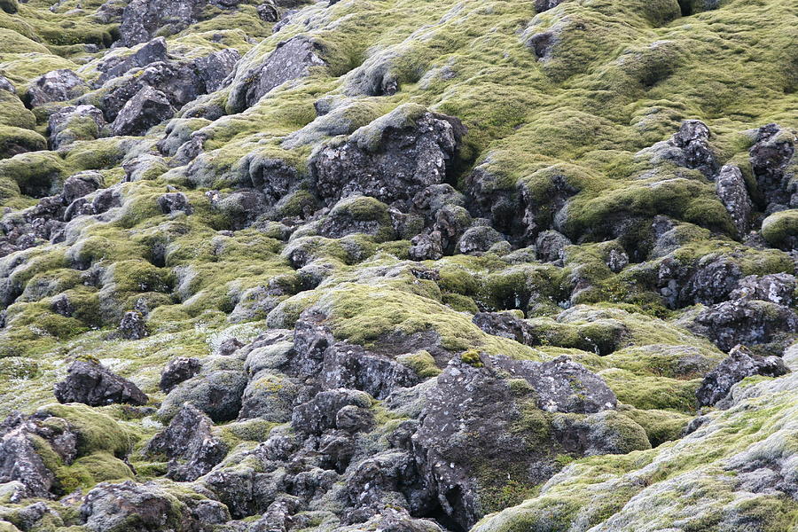 Iceland Moss Relief by Harvey Burns | Fine Art America