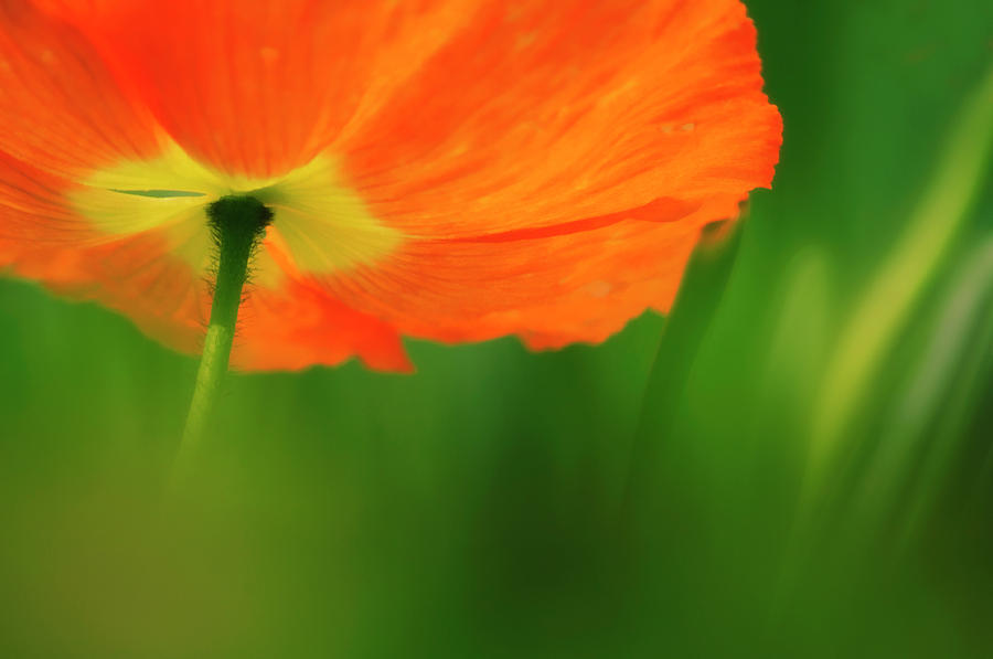 Iceland (papaver Nudicaule) Photograph by Maria Mosolova/science Photo Library