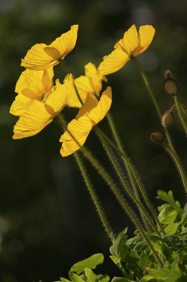 Iceland Poppies (papaver Nudicaule) In Flower Photograph by Maria Mosolova/science Photo Library