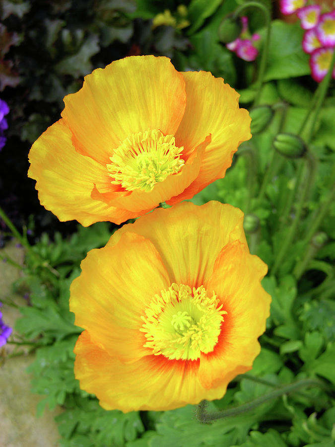 Iceland Poppies (papaver Nudicaule) Photograph by Tony Craddock/science Photo Library