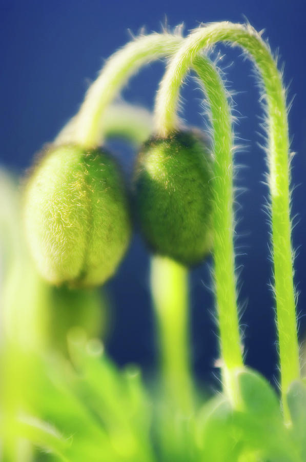 Iceland Poppy Buds (papaver Nudicaule) Photograph by Science Photo Library Iceland Poppy Buds (papaver Nudicaule) Photograph by Science Photo Library