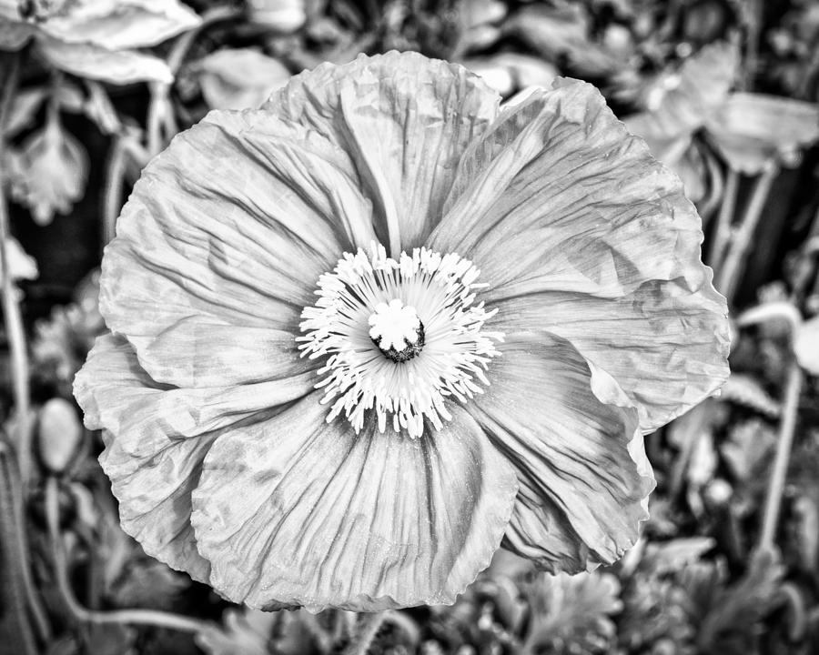 Iceland Poppy In Black And White Photograph by Priya Ghose