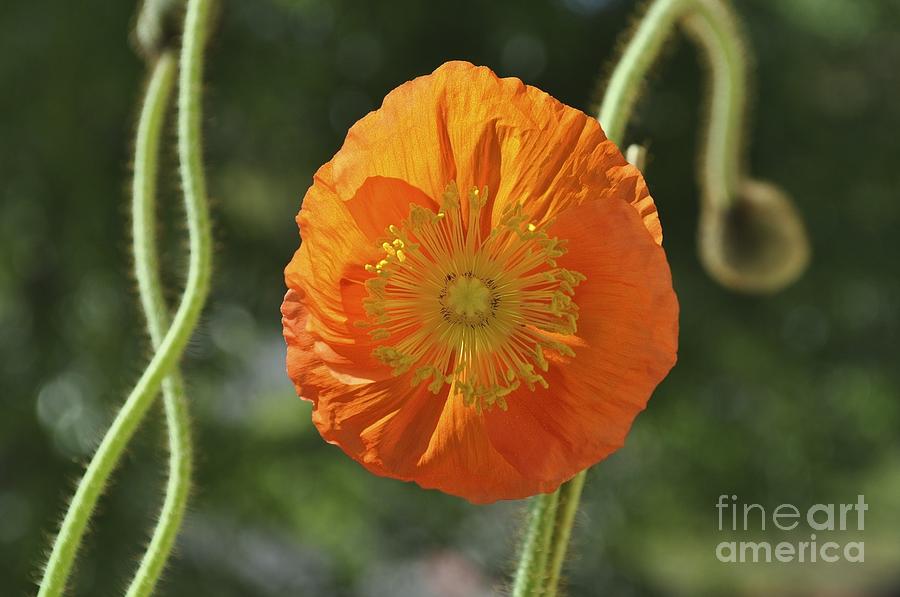 Iceland Poppy In Bloom  Photograph by Bridgette Gomes