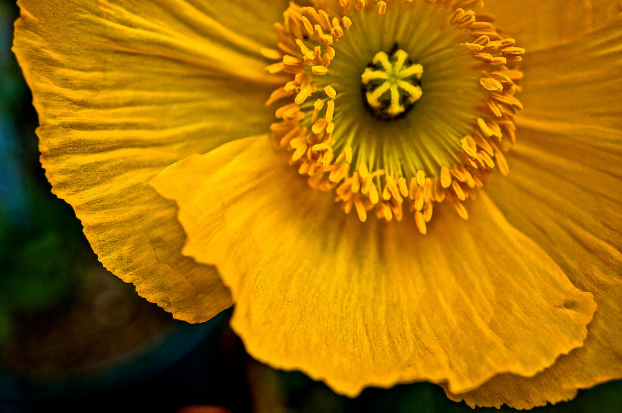 Flower Photograph - Iceland Poppy in Yellow by Ronda Broatch