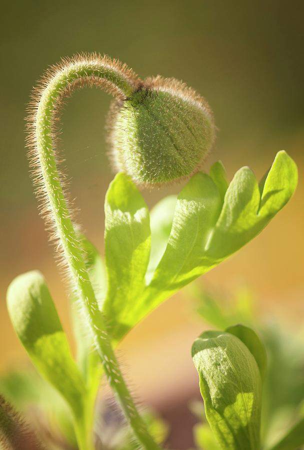 Iceland Poppy (papaver Nudicaule) Flower Bud Photograph by Maria Mosolova/science Photo Library