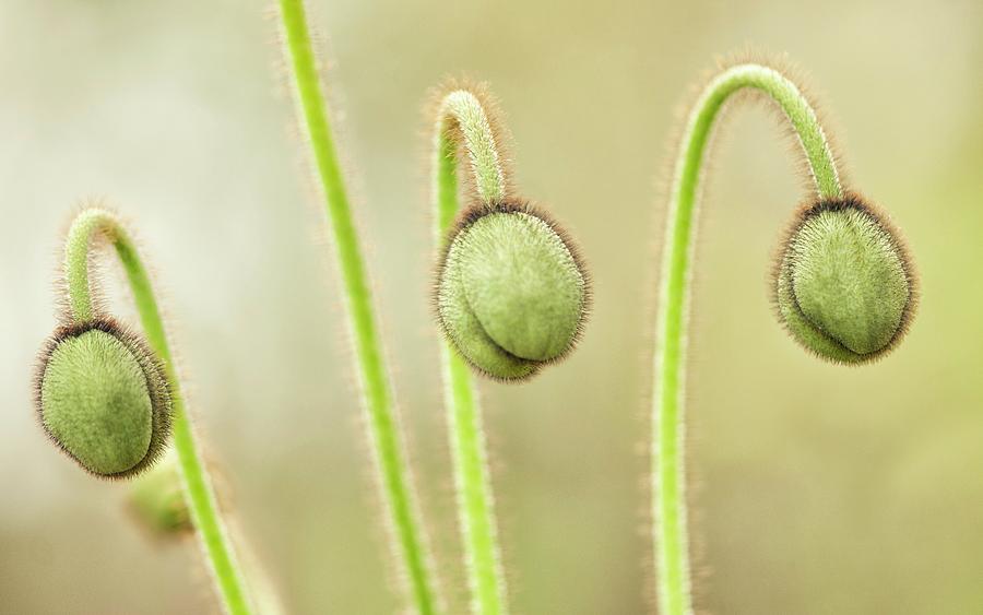 Iceland Poppy (papaver Nudicaule) Flower Buds Photograph by Maria Mosolova/science Photo Library