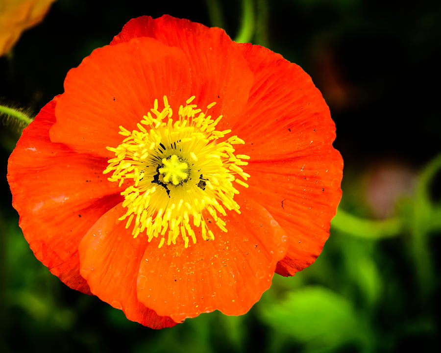 Iceland Poppy Photograph by Randy Scherkenbach - Fine Art America