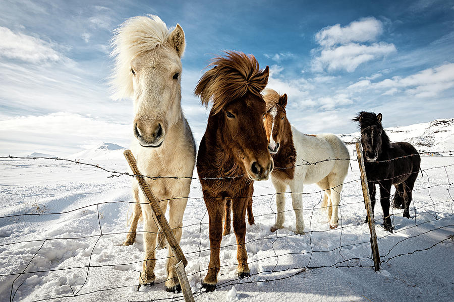 Landscape Photograph - Icelandic Hair Style by Mike Leske