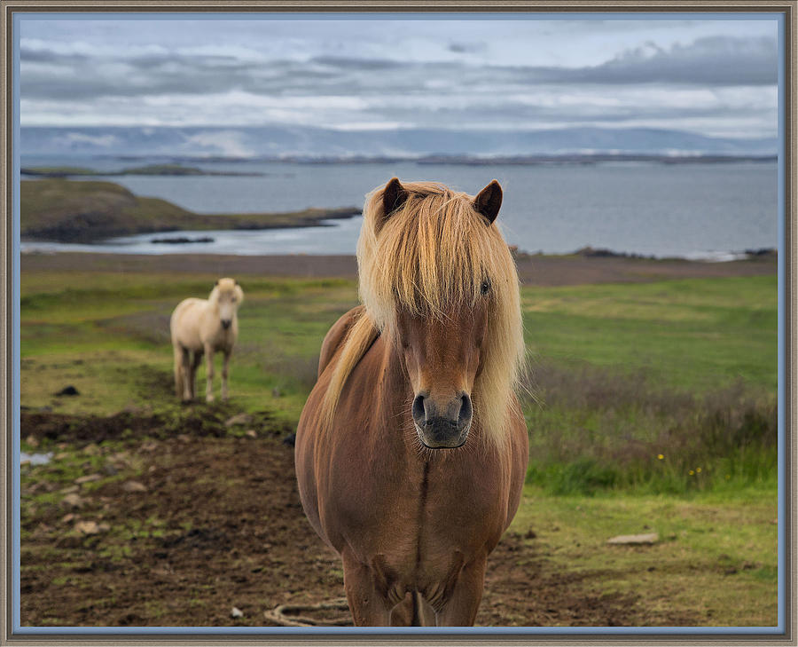 Icelandic Horse Photograph by Bobbie Turner