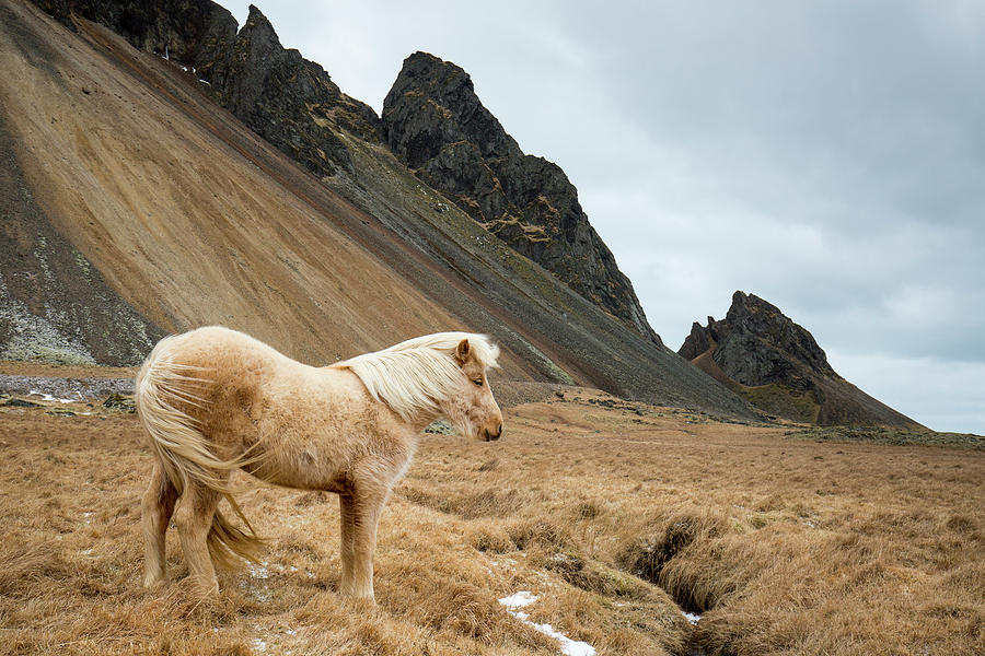 Nature Photograph - Icelandic Horse In A Mountain Landscape by Raffi Maghdessian