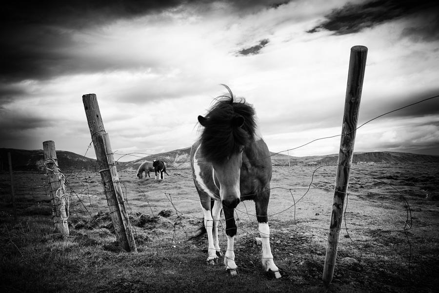 Icelandic Horse In Iceland Black And White Photograph