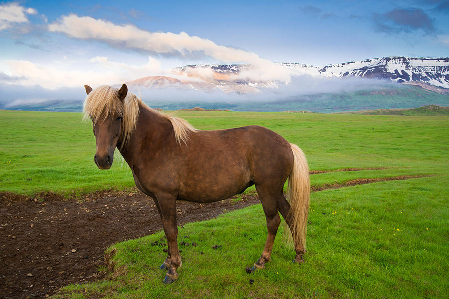 Icelandic Horse in wonderful landscape in Iceland Photograph by Matthias Hauser