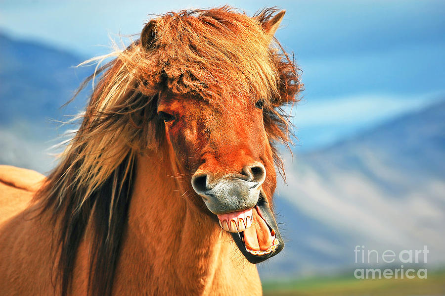 Icelandic horse Photograph by JR Photography