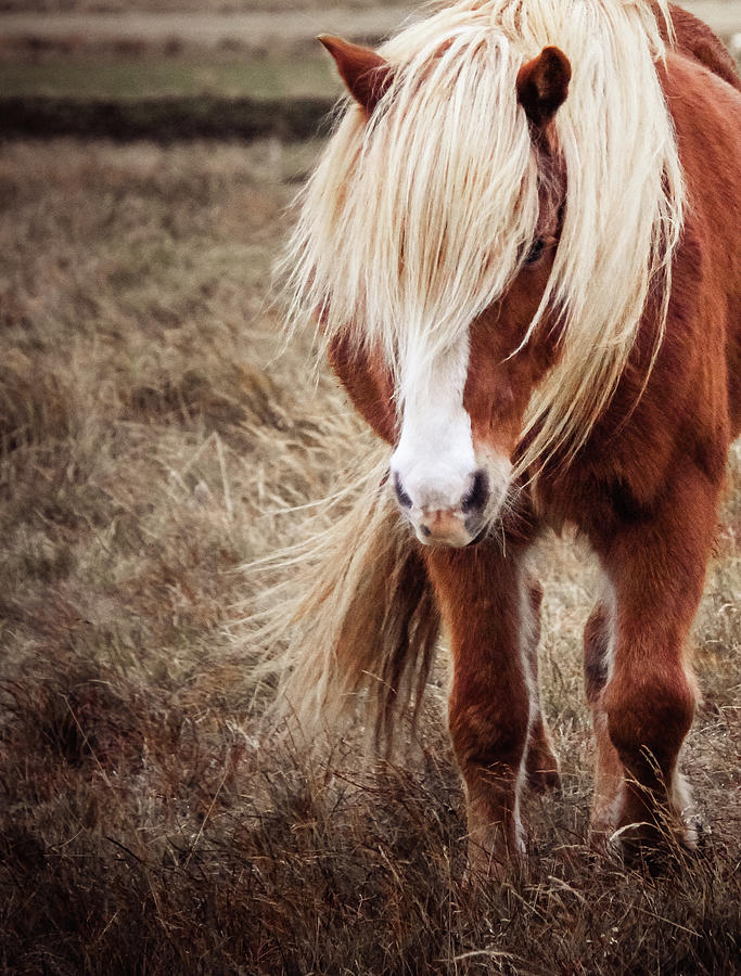 Icelandic Horse Lise Ulrich Fine Art Photography 