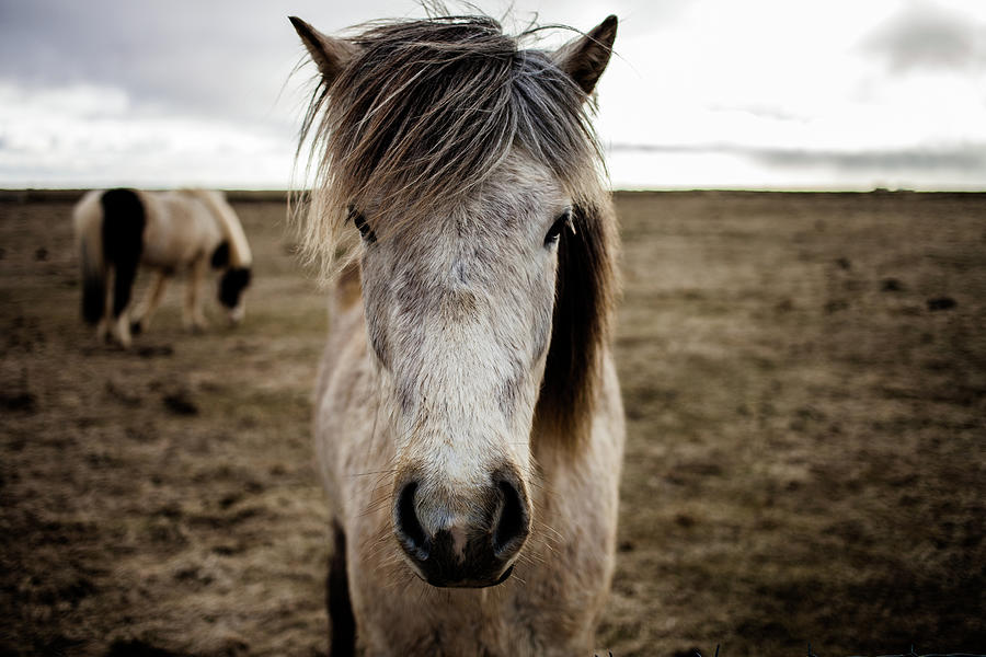 Icelandic Horse Photograph by Manachai