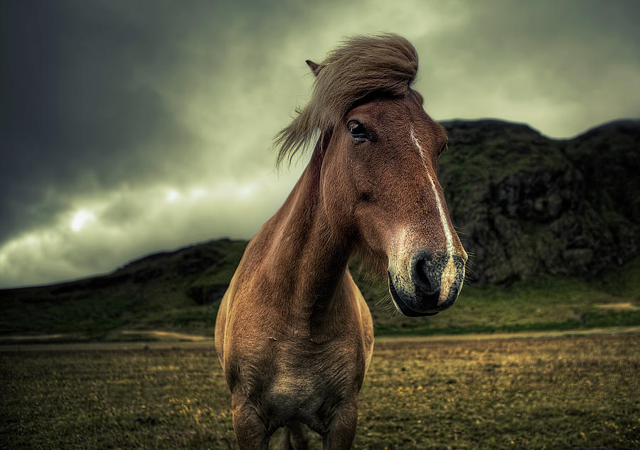 Icelandic Horse Photograph by Michael Murphy